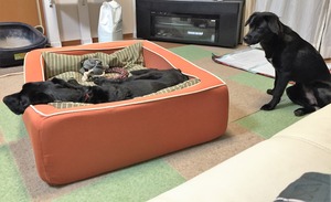 20151126_082127822_iOS (2)