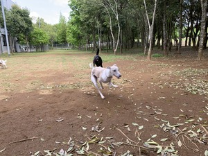 IMG_6467