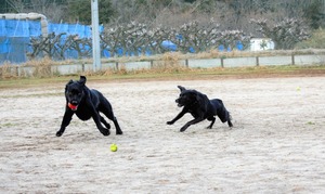 DSC_2239 (2)
