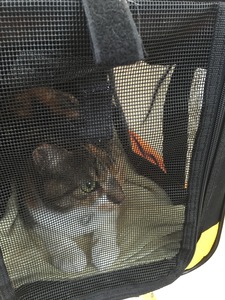 20150626_024605206_iOS