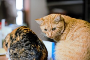 DSC_3302 (2)
