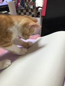 20150901_071406290_iOS