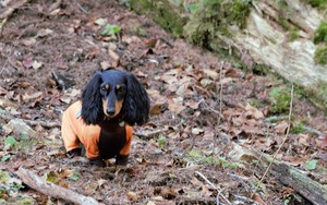 DSC_8820 (2)