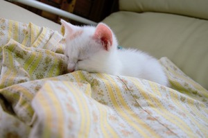 DSC_7776 (2)