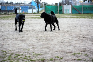 DSC_2204 (2)