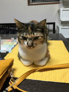 BlogPaint