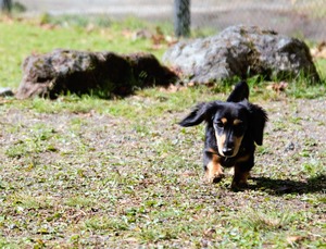 DSC_2819 (2)