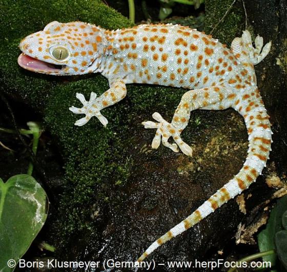 Gekko-gecko-03000027659_01