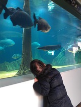 お魚