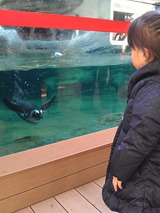 ペンギン