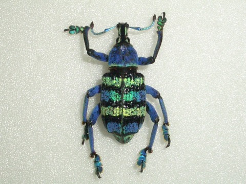 ホウセキゾウムシ : アクリル標本・昆虫標本グッズ専門販売 「Clet