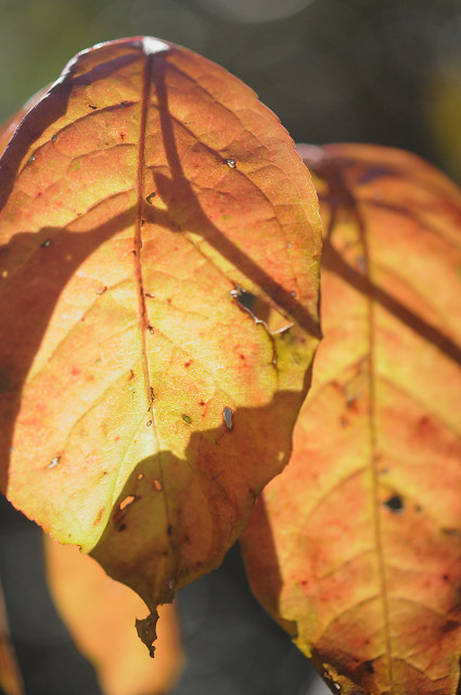 自然教育園の紅葉