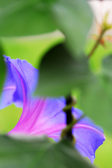 公園の花