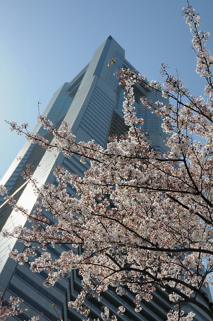 横浜桜