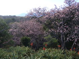 20110120b