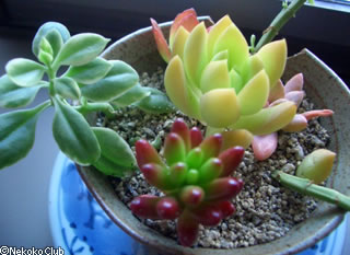 d050305a.jpg