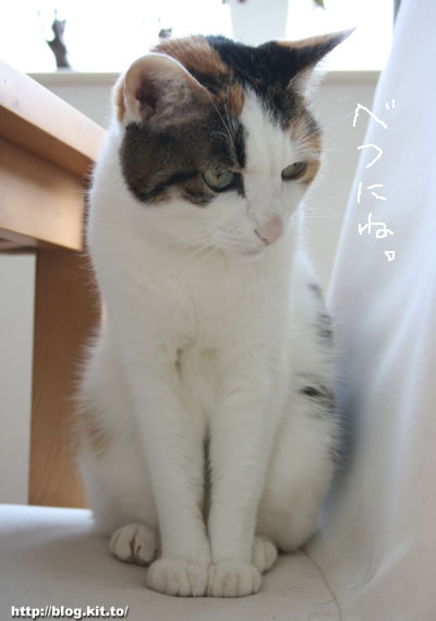d070411g