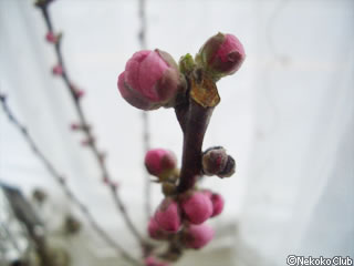 d050303a.jpg