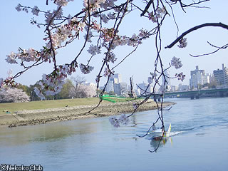 dc050410c.jpg