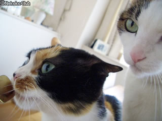 d050403a.jpg
