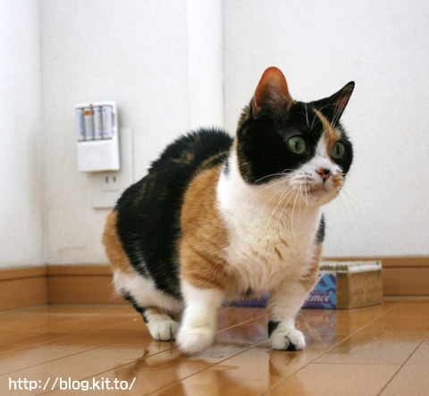 おっかけっこ3