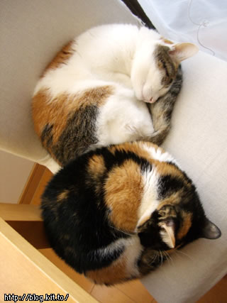 d051206g.jpg