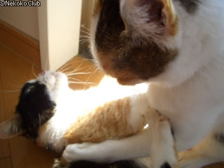 d050403i.jpg