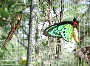 bali-butterfly-park5