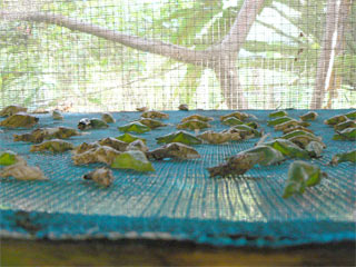 bali-butterfly-park3
