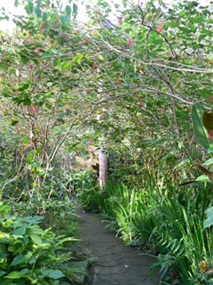 bali-butterfly-park2