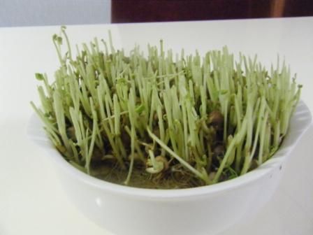 豆苗 002