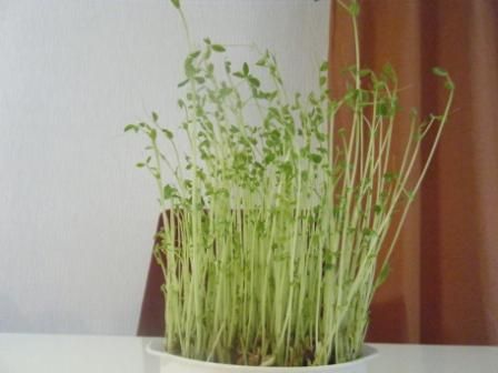 豆苗001