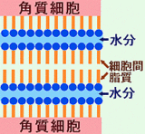 細胞間脂質