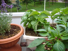 P1010377