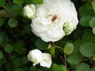 RIMG0291