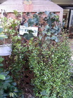 RIMG0094