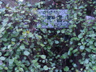 RIMG0767