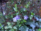 RIMG0856