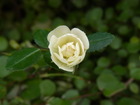 RIMG0299