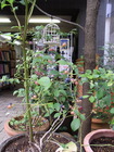 RIMG0527