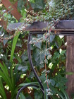 RIMG0431