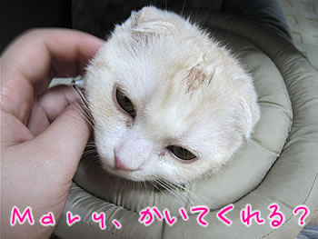 Mary、かいてくれる?