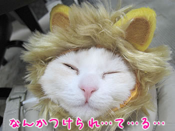 なんかつけられてる…