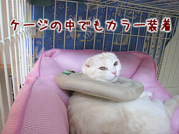 ケージの中でもカラー装着