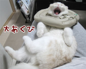 大あくび