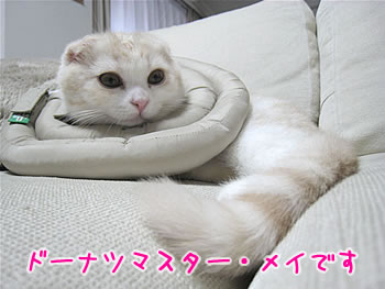 ドーナツマスター・メイです