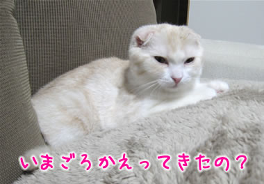 いまごろかえってきたの?