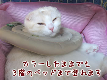 3階でも登れます