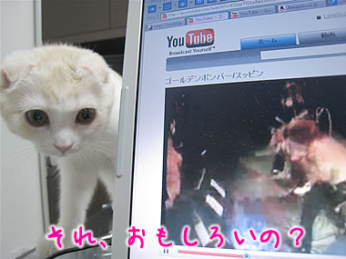 おもしろいの?