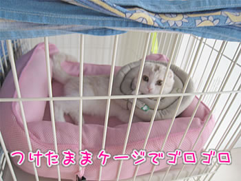つけたままケージでゴロゴロ